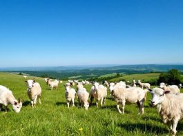 Healthy small ruminants grazing in a green field.