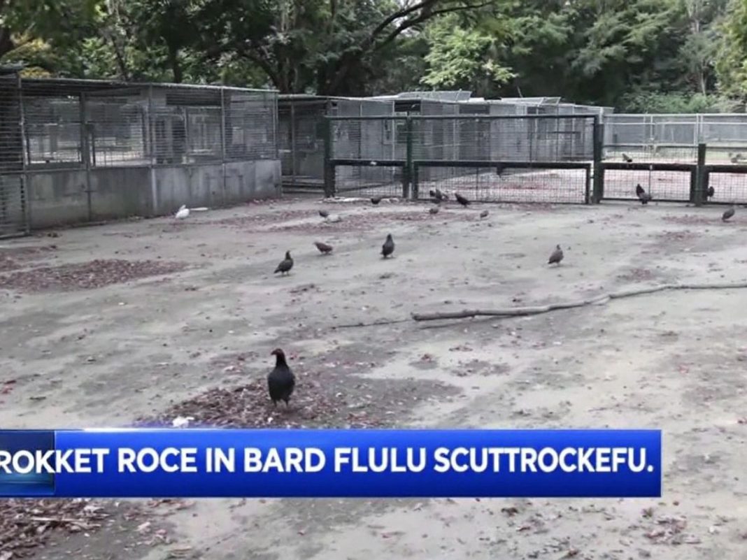 Empty bird enclosures at Skopje Zoo after culling.