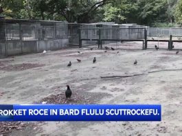 Empty bird enclosures at Skopje Zoo after culling.